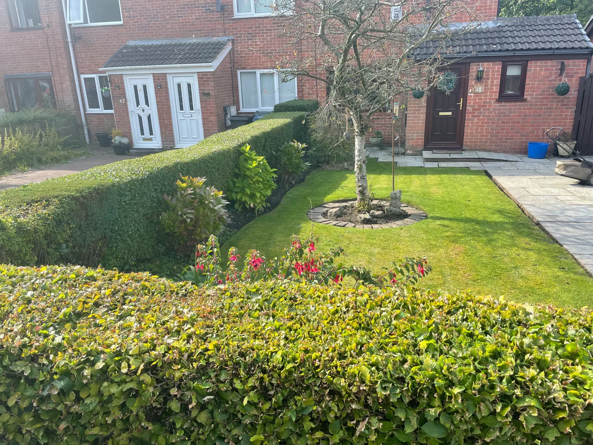 A front garden with a clipped hedge, mown lawn and a tree standing in a bed of shrubs