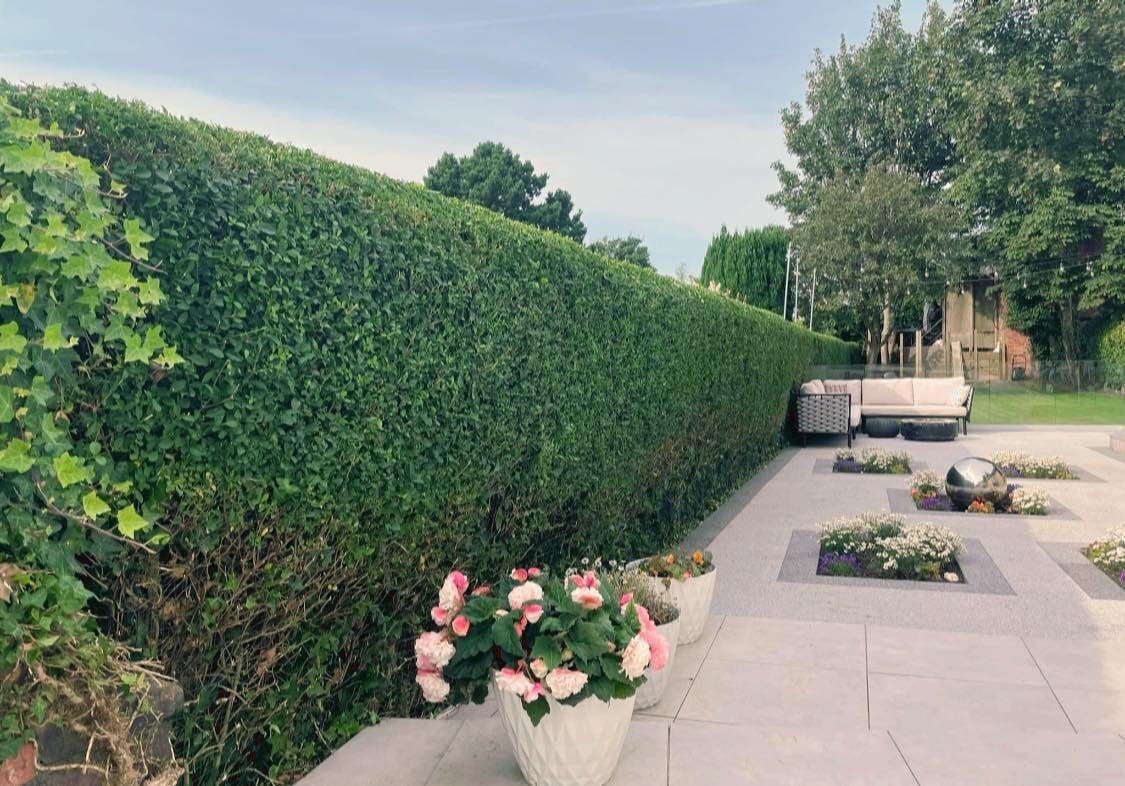 Hedge Trimming & Care